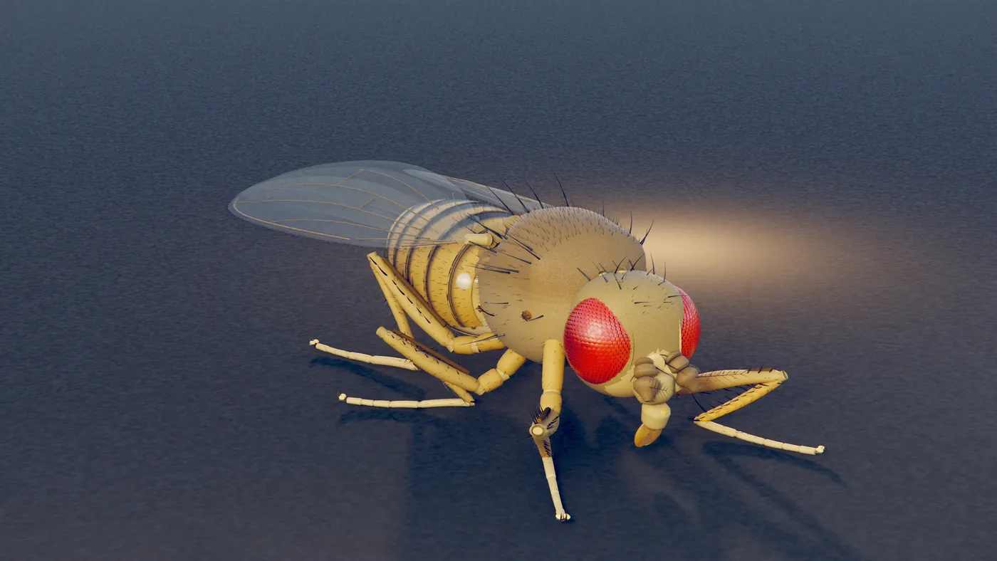 Render of Drosophila melanogaster